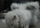 Pisica îngeraş: O micuţă felină are aripi! - GALERIE FOTO