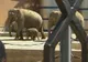 O elefănţică este cea mai nouă atracţie a unui parc zoo din Moscova 