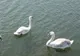 Bucharest will send 140,000 euros flying to nest ducks, geese and peacocks