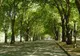 Săptămâna Mediului Tău a început cu defrişarea Parcului Brezoianu