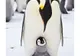 Cum pot fi găsiţi pinguinii prin Antarctica: Urmărind excrementele prin satelit