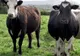 Peste 53.000 de crescători de bovine vor primi, săptămâna aceasta, subvenţii de circa 55 mil lei