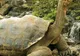 Un ţânţar minuscul ameninţă gigantele ţestoase din Galapagos