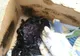 O căţeluşă şi cei patru pui ai ei au fost acoperiţi de smoală fierbinte