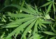 Ion Bazac: Distribuţia produselor care conţin plante cu efect halucinogen va fi interzisă