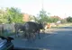 Văcuţele în trafic