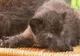 Doi pui de panteră, Larisa şi Sipura, au salutat miercuri publicul unui zoo din Germania