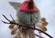 Pasărea colibri este mai rapidă decât un avion de vânătoare