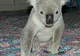 Un koala a adormit într-un pat la hotel