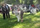 1.000 de câini au participat la expoziţia canină de la Sibiu