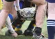 Rugby - Stejarii Bucureşti vor avea adversari din Franţa, Anglia şi Italia în Cupa Challenge