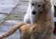 Asociaţiile de protecţia animalelor au protestat pentru adoptarea legii sterilizării şi adăposturilor