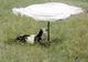 Capra sub umbrelă