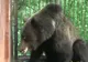 Alţi şase urşi au fost capturaţi în zona Castelului Peleş şi vor fi duşi pe un fond de vânătoare
