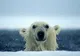 Rusia creează un nou parc arctic pentru protejarea habitatului urşilor polari