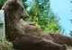 Alţi trei urşi au fost capturaţi şi mutaţi din Sinaia