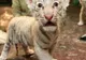 Cele mai frumoase fotografii cu animale, săptămâna 15-21 iunie 2009