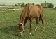 Proprietarii de cai nu vor mai avea voie să mănânce aceste animale