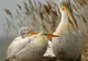  Ministerul Mediului a sărbătorit Ziua Internaţională a Dunării, la Tulcea, pe 29 iunie