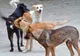 Pentru fiecare câine sterilizat, medicii veterinari ar putea primi 60 de lei