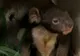 O femelă koala a născut pui gemeni într-un parc zoo din Australia