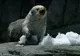 Animalele unei grădini zoo din Belgia au trecut uşor peste zilele toride