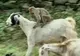 Angajaţii unei ferme din India şi-au găsit ajutor de nădejde, o maimuţă