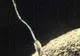 Cercetătorii britanici au reuşit să creeze spermatozoizi umani din celule suşă embrionare