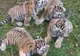 O grădină zoologică din Germania a prezentat publicului patru pui de tigru