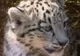Altai, un pui de leopard alb, este noua vedetă a grădinii zoologice de la Berlin
