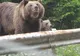 Ursuleţii se plimbă relaxaţi pe Transfăgărăşan - VEZI FOTO