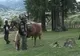 Mai multe pensiuni din Bucovina oferă plimbări călare prin munţi