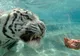 Cele mai frumoase fotografii cu animale, săptămâna 13-19 iulie 2009