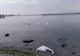 Lebede moarte pe plaja din Mangalia