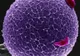 Donatoarele de ovule din România primeau între 800 şi 1.000 de lei, potrivit DIICOT