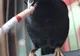 O pasăre Myna din China s-a apucat de fumat