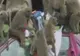 Babuinii pot fi periculoşi - VEZI IMAGINI CU ANIMALELE DESCURCĂREŢE