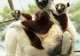 Madagascarul se mută în SUA: Cinci pui de lemur s-au născut la Zoo Bronx - VEZI FOTO