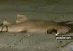 Doi bărbaţi au abandonat un rechin pe o stradă din Miami 
