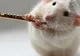 Doi hamsteri cântă la mai multe instrumente muzicale