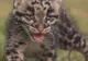 A dispărut, dar s-a întors. Un leopard marmorat misterios, găsit în Bangladesh după 20 de ani
