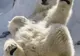 Urşii polari de la zoo din Tokio primesc hrana în cuburi de gheaţă