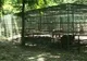 Doar doi urşi au mai rămas în urma Grădinii Zoologice de la Focşani