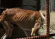 Auschwitzul câinilor: Animalele se mănâncă între ele de foame, într-un adăpost din comuna Băneasa