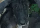Cazul câinilor lăsaţi să moară de foame în comuna Băneasa a atras atenţia autorităţilor