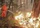 Peste 1.500 de hectare de pădure din Spania au fost distruse de incendii
