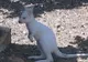 La o grădină zoologică din Cipru s-a născut un cangur alb