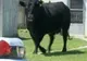 Un taur s-a plimbat nestingherit pe străzile unui orăşel din Idaho, SUA 