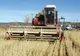 Există pericolul ca în România să fie anul acesta secetă agricolă