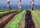 Suprafaţa cultivată ecologic în anul agricol 2008 a crescut cu 16,4%, faţă de 2007
